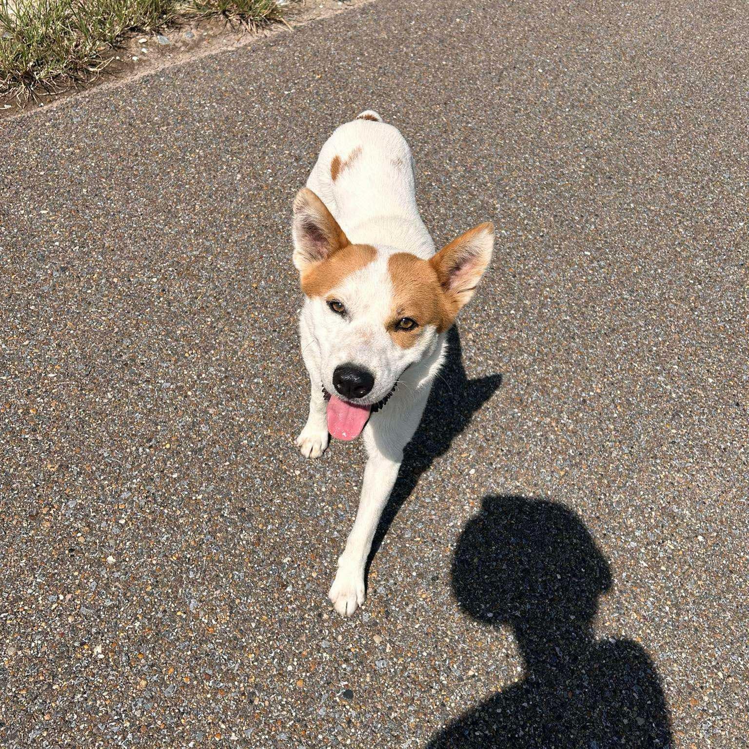 Enlarge Finley, a Adoptable mixed breed in Danbury, CT image 4/4