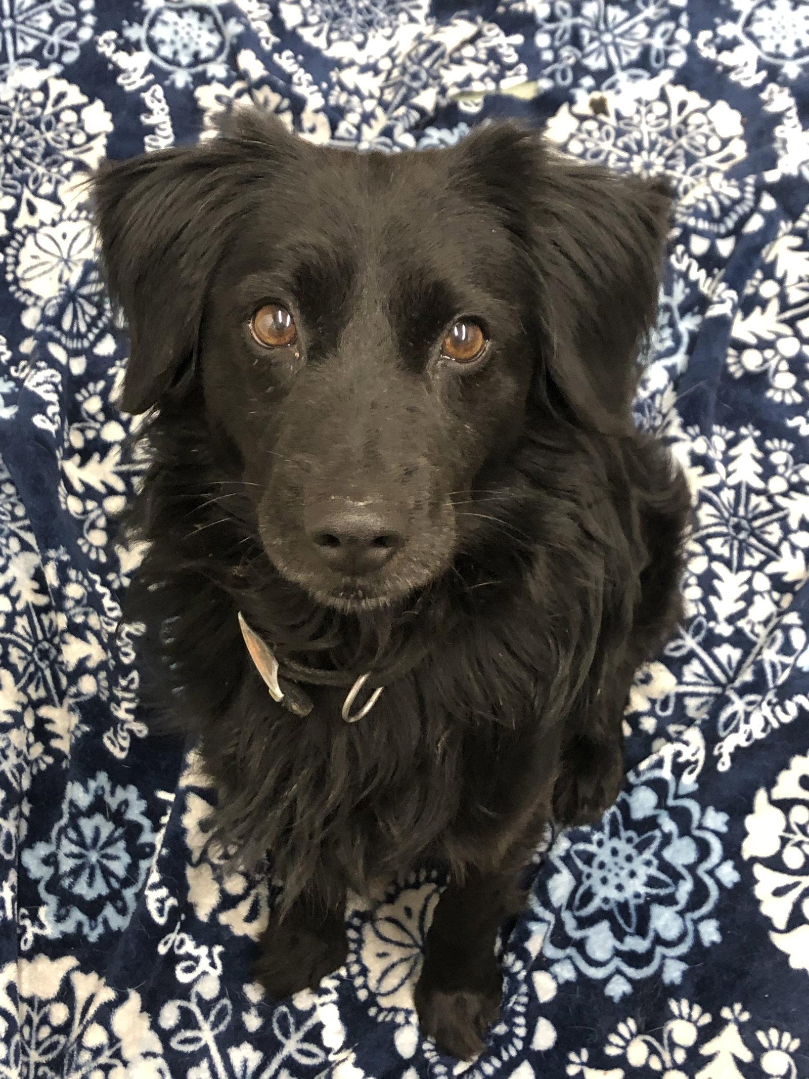 Roland, Adopted, Young Male Collie.