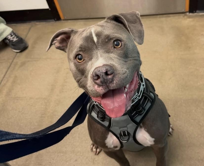 Apollo, ADOPTABLE, Young Male American Bully.