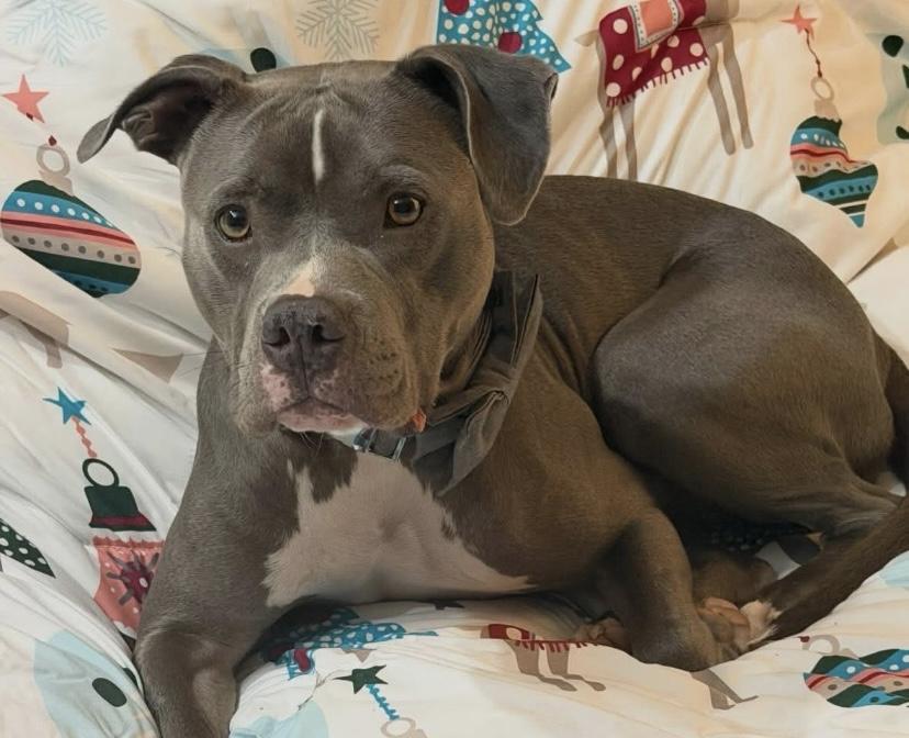 Enlarge Apollo, a ADOPTABLE American Bully in Philadelphia, PA image 2/6