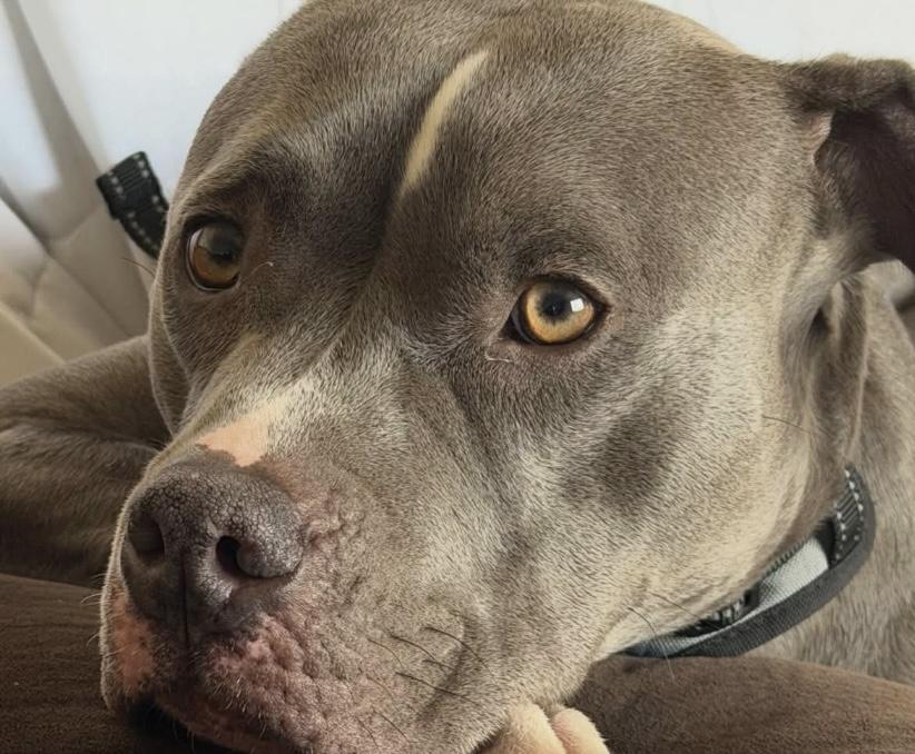 Enlarge Apollo, a ADOPTABLE American Bully in Philadelphia, PA image 3/6