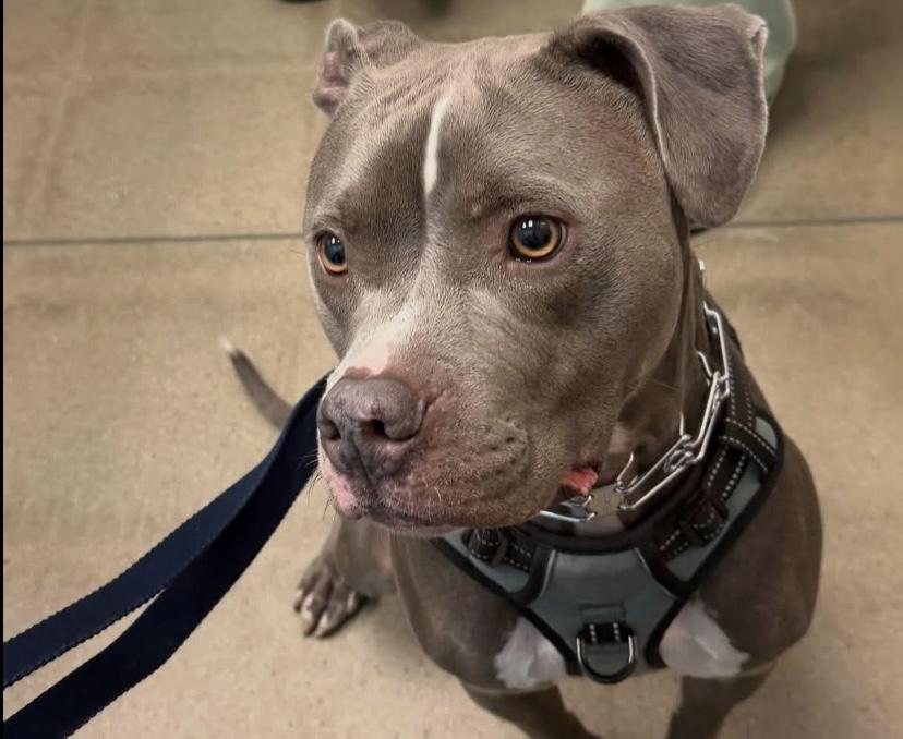 Enlarge Apollo, a ADOPTABLE American Bully in Philadelphia, PA image 5/6
