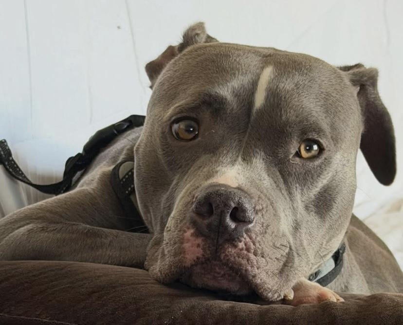Enlarge Apollo, a ADOPTABLE American Bully in Philadelphia, PA image 6/6