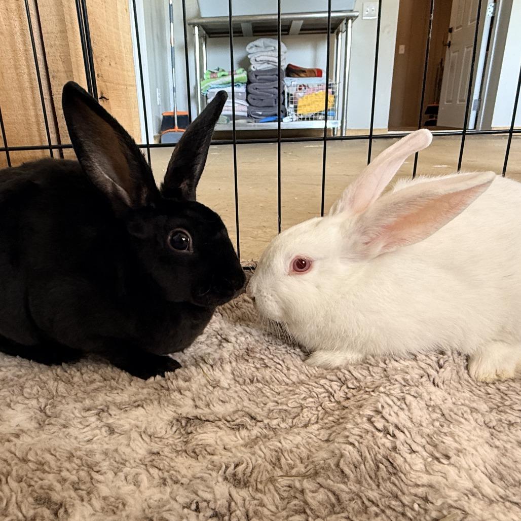 Enlarge Blanche and Sophia, a Adoptable Rex in Stokesdale, NC image 1/1