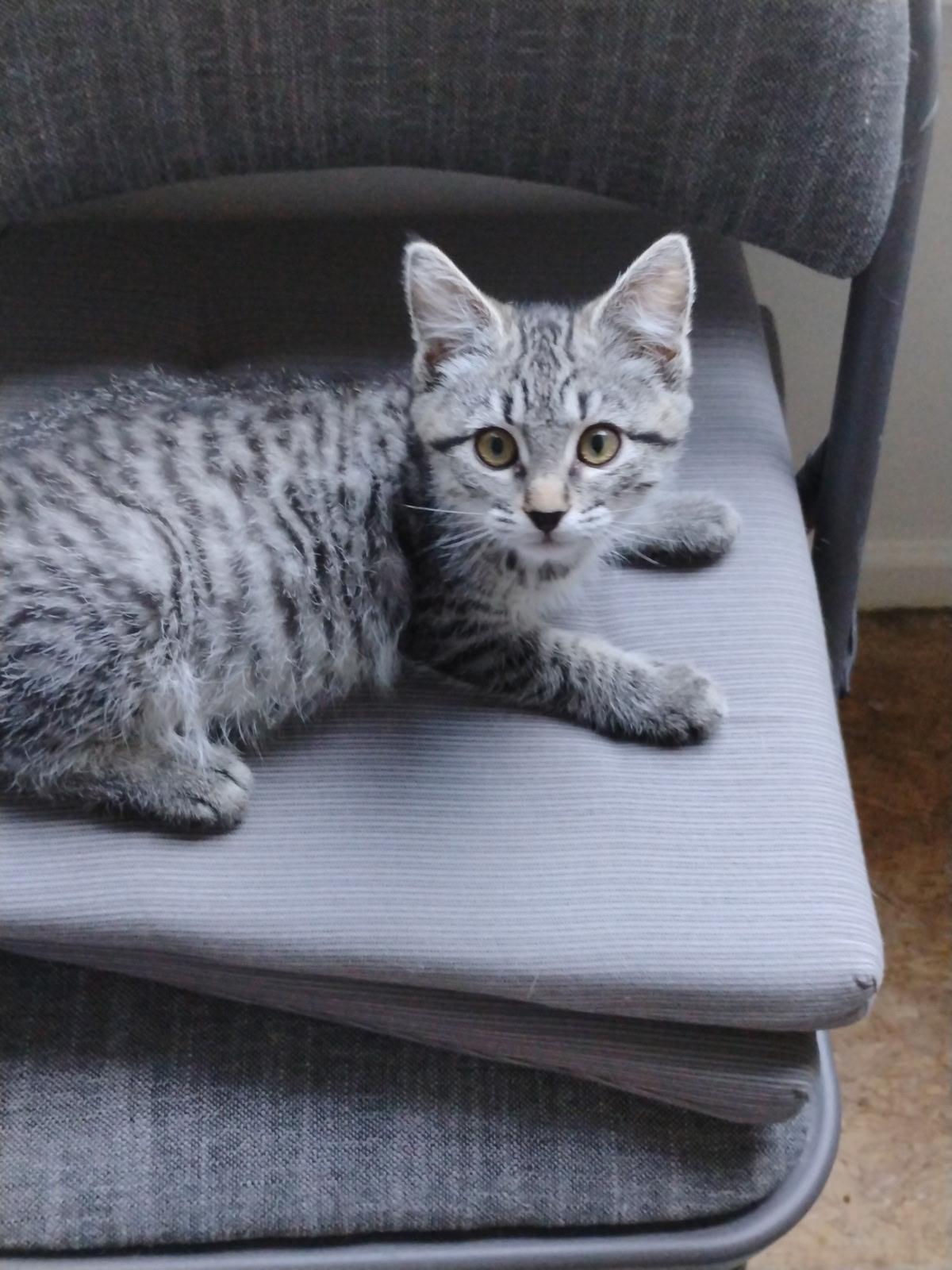 Enlarge Joey Wobbles, an adopted Domestic Short Hair in Williamsburg, VA image 1/1