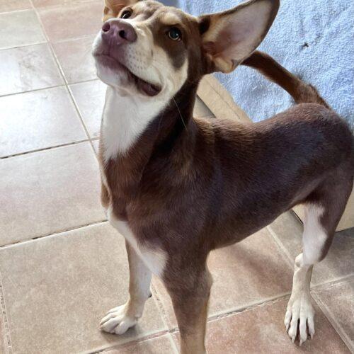 Enlarge Two-bit , a Adopted mixed breed in Gresham, OR image 1/6