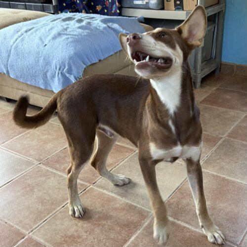 Enlarge Two-bit , a Adopted mixed breed in Gresham, OR image 2/6