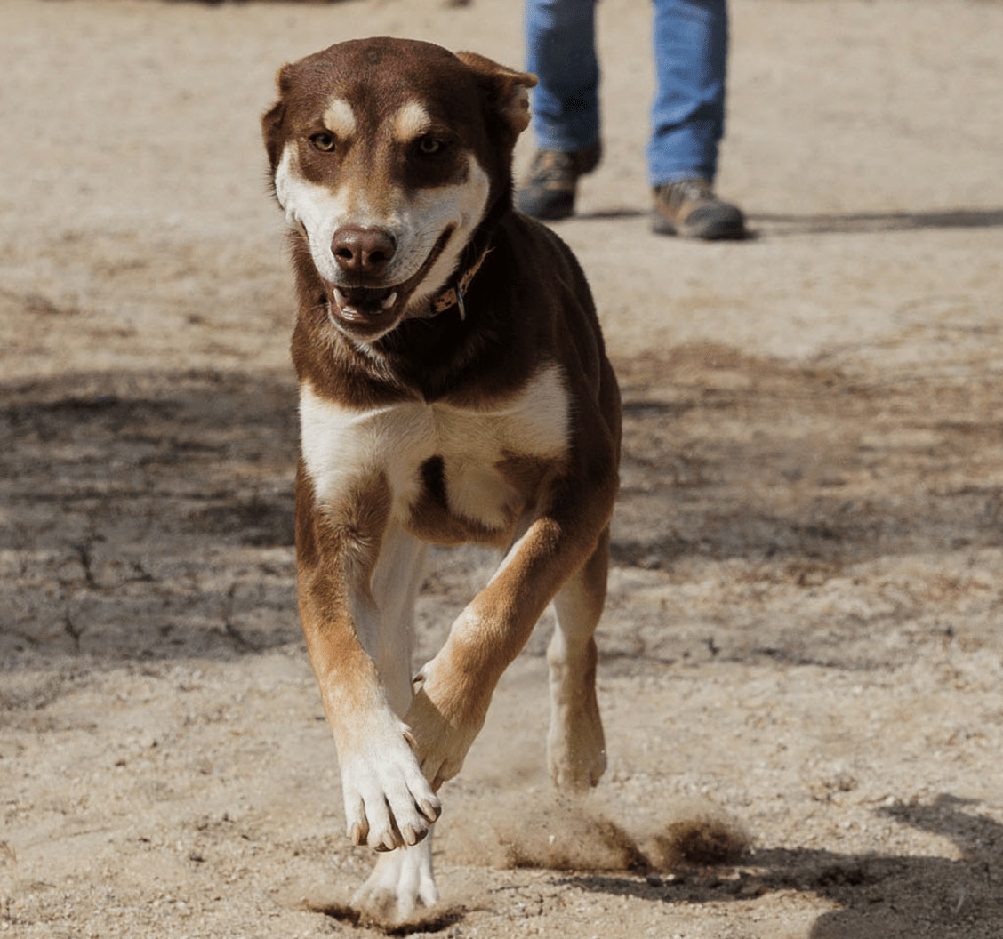 Enlarge Two-bit , a Adopted mixed breed in Gresham, OR image 3/6