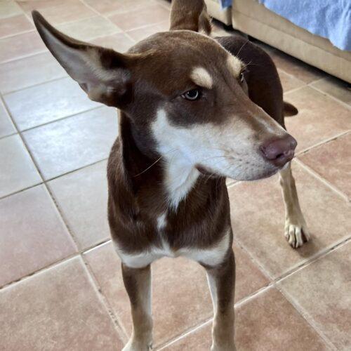 Enlarge Two-bit , a Adopted mixed breed in Gresham, OR image 4/6