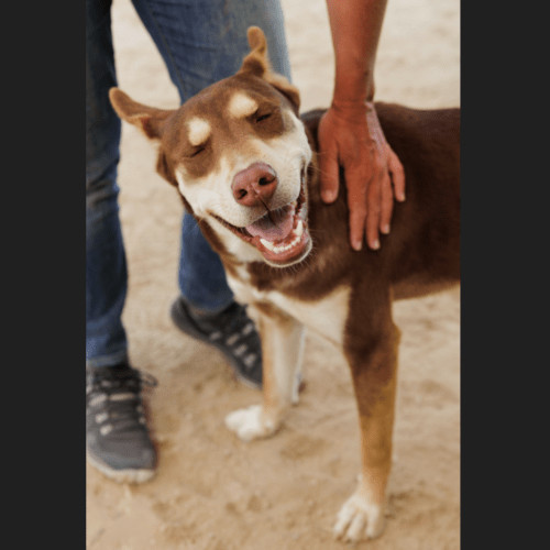 Enlarge Two-bit , a Adopted mixed breed in Gresham, OR image 5/6