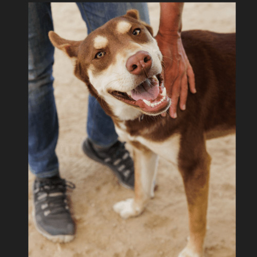 Enlarge Two-bit , a Adopted mixed breed in Gresham, OR image 6/6