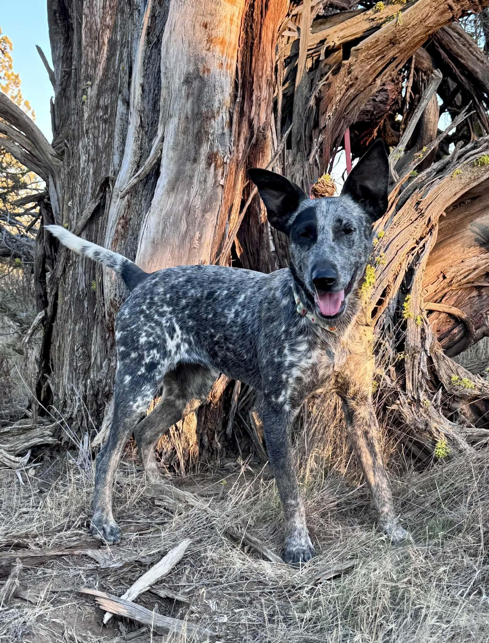 Tessa, Adoptable, Young Female Australian Cattle Dog / Blue Heeler.