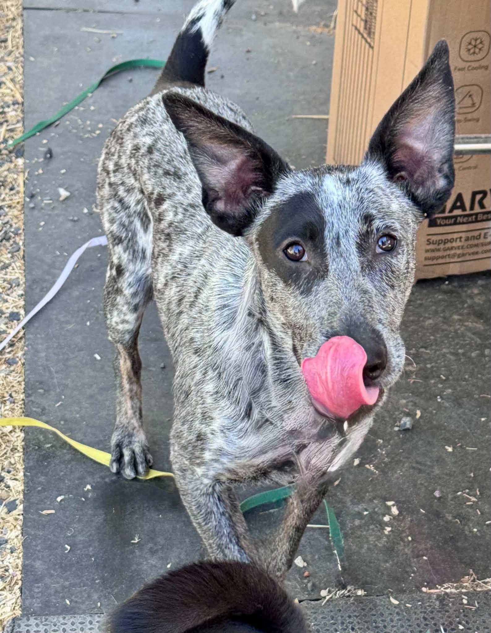 Tessa, ADOPTABLE, Young Female Australian Cattle Dog / Blue Heeler.