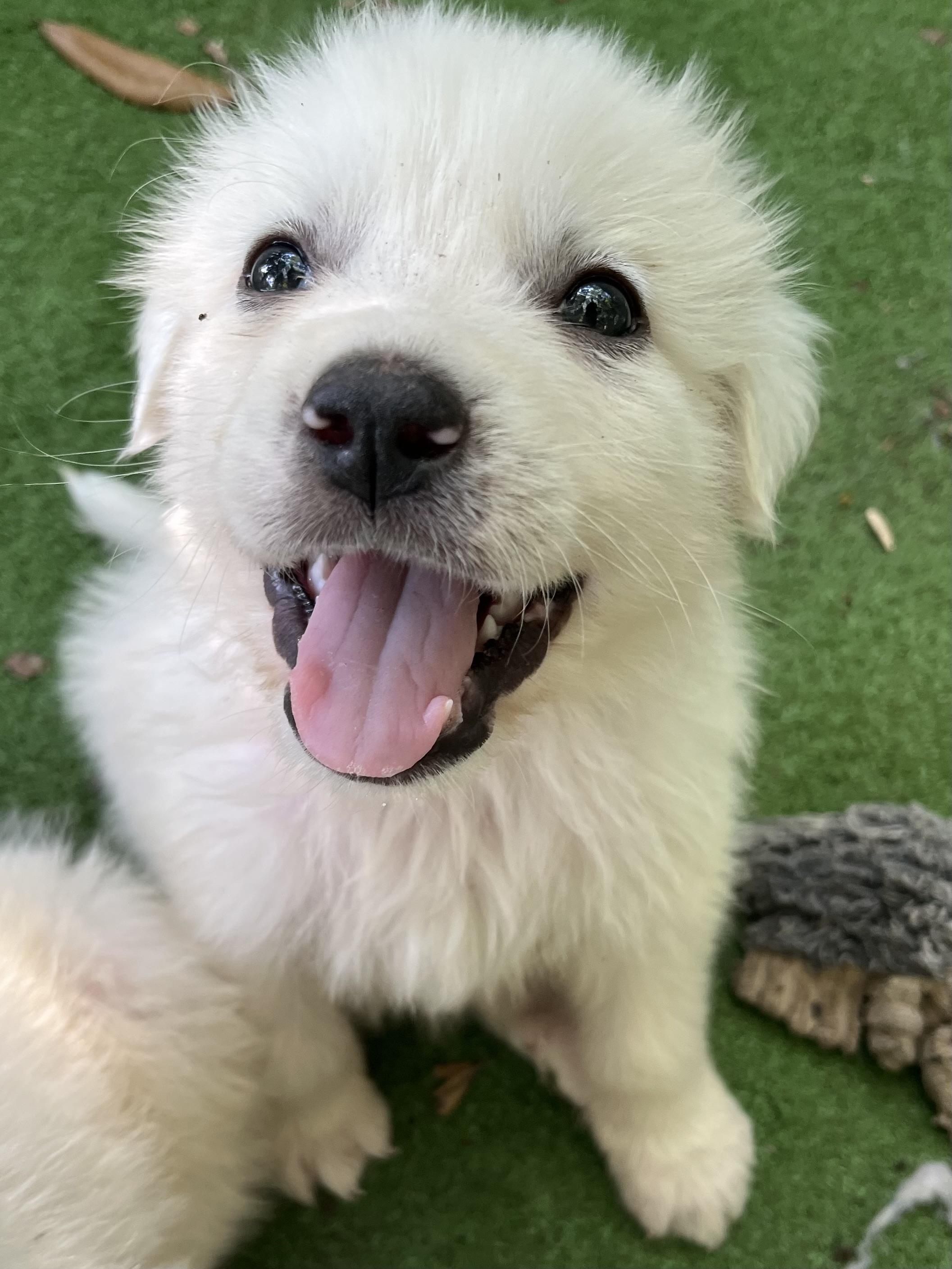 Enlarge Pineapple , a Adoptable Great Pyrenees in Jacksonville, FL image 3/6