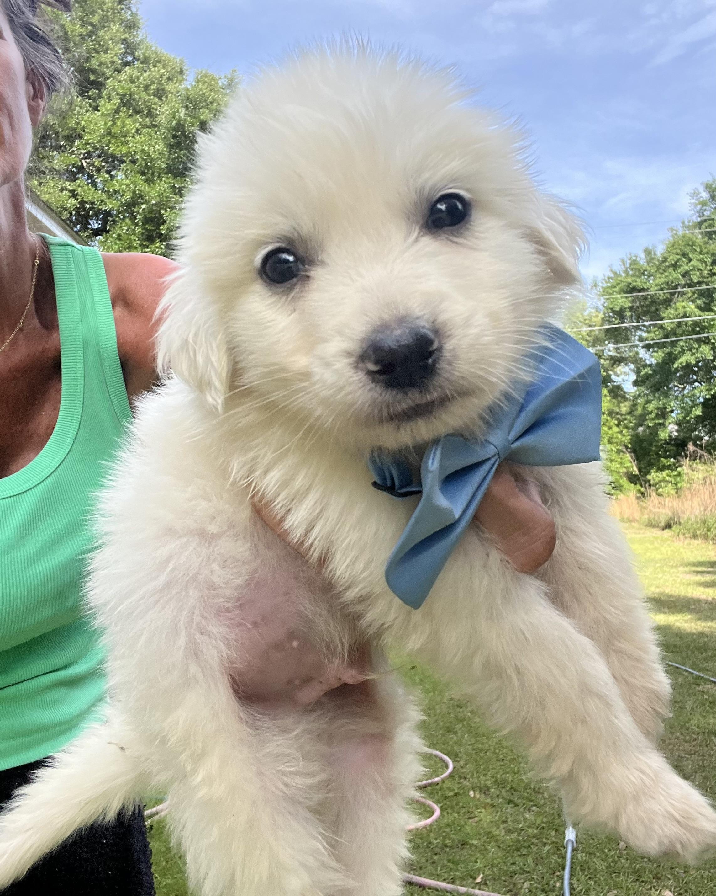 Pineapple , Adoptable, Puppy Male Great Pyrenees.