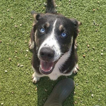 Enlarge Titan, a Adoptable Husky in Hannibal, MO image 1/3