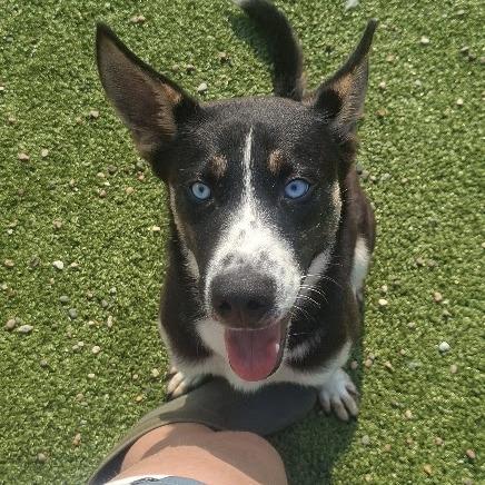 Enlarge Titan, a Adoptable Husky in Hannibal, MO image 2/3