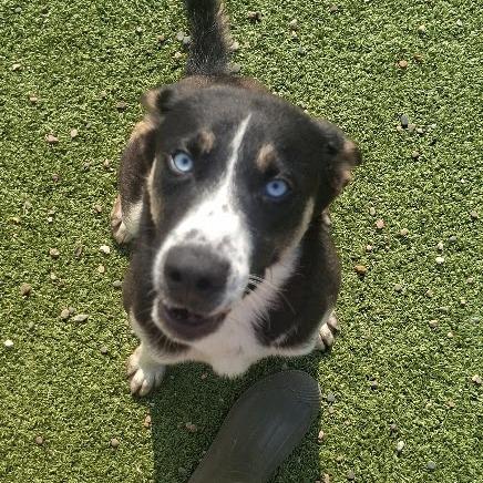 Enlarge Titan, a Adoptable Husky in Hannibal, MO image 3/3