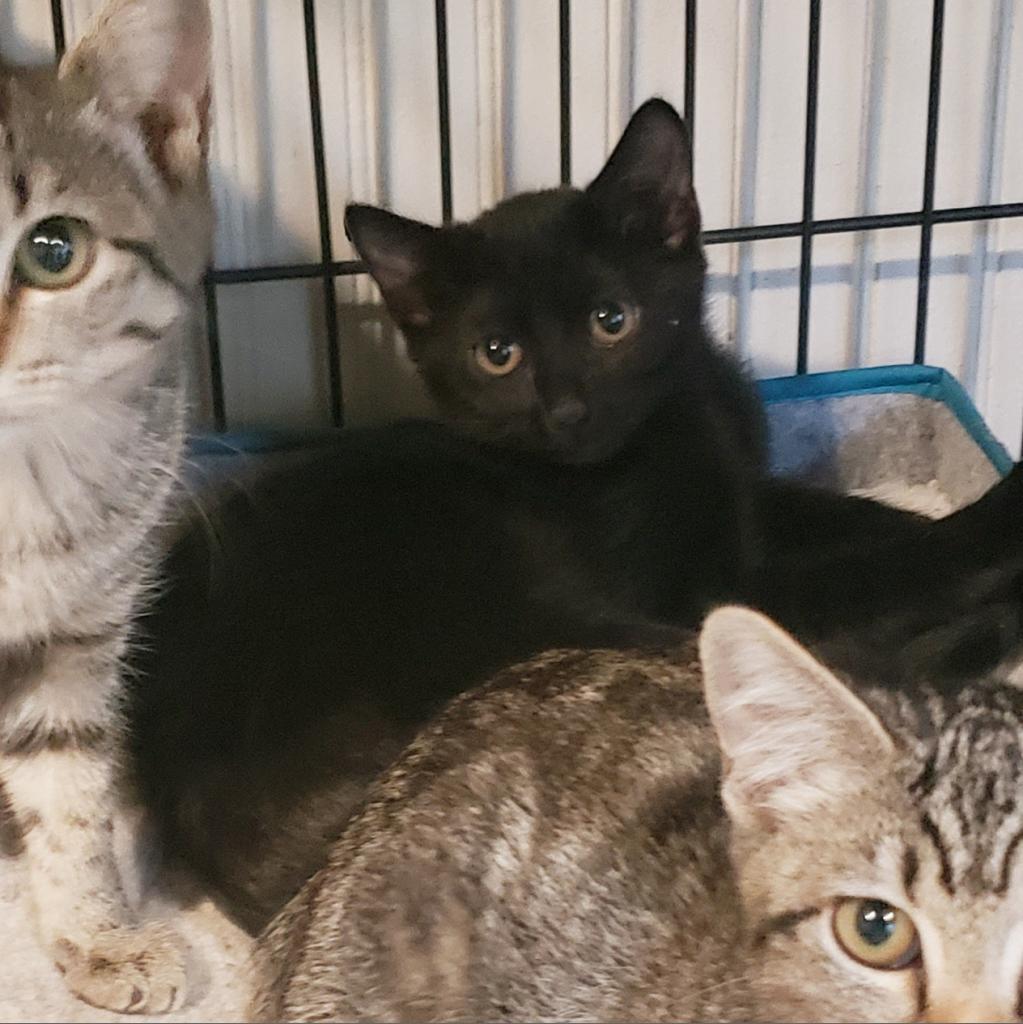 Phoebe, Adoptable, Adult Female Domestic Short Hair.