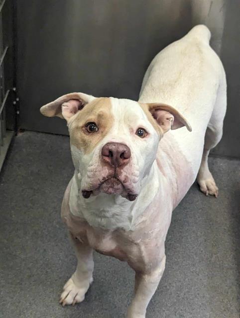MAVERICK, Adoptable, Adult Male Pit Bull Terrier.