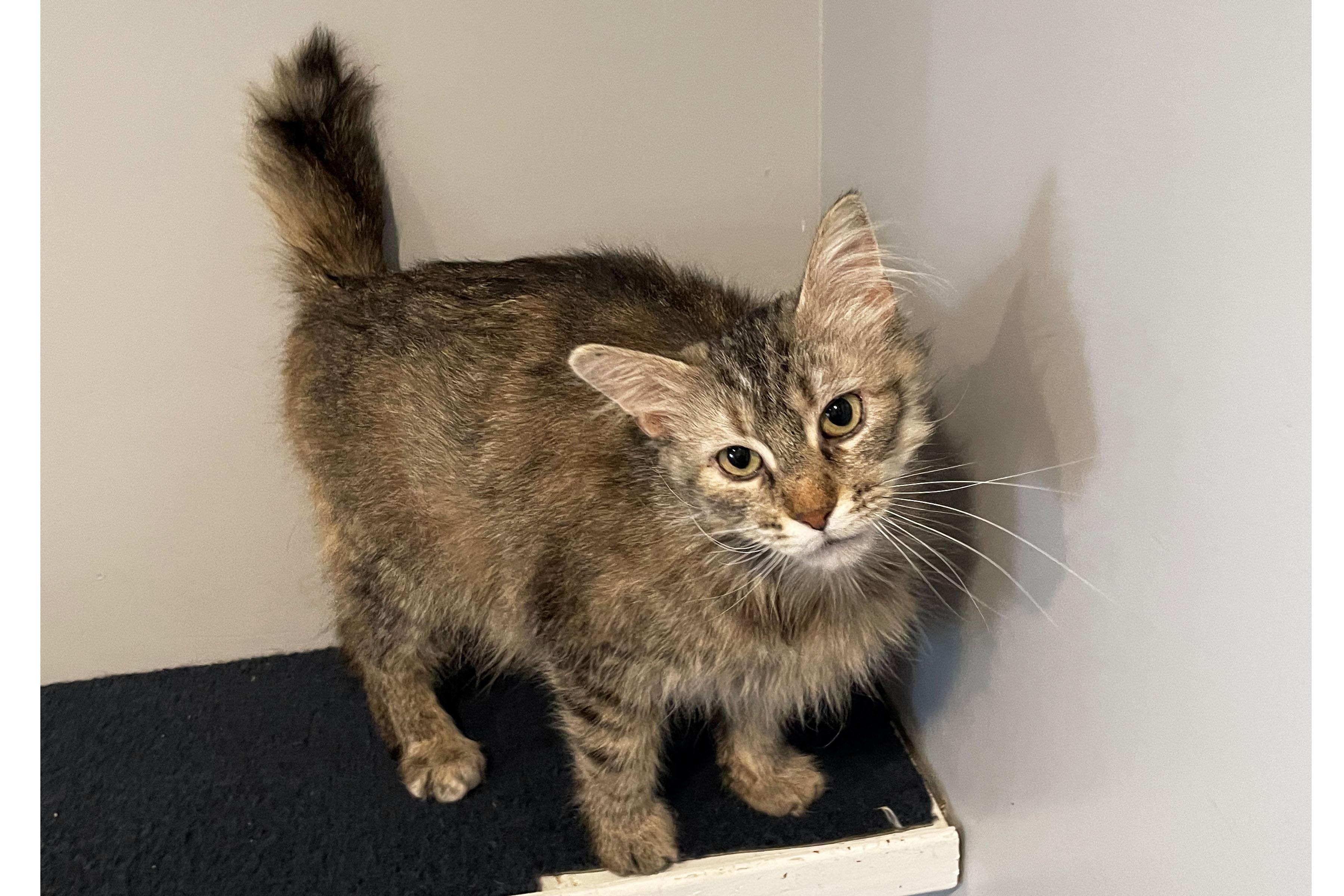 Cuddles, ADOPTABLE, Young Female Domestic Medium Hair.