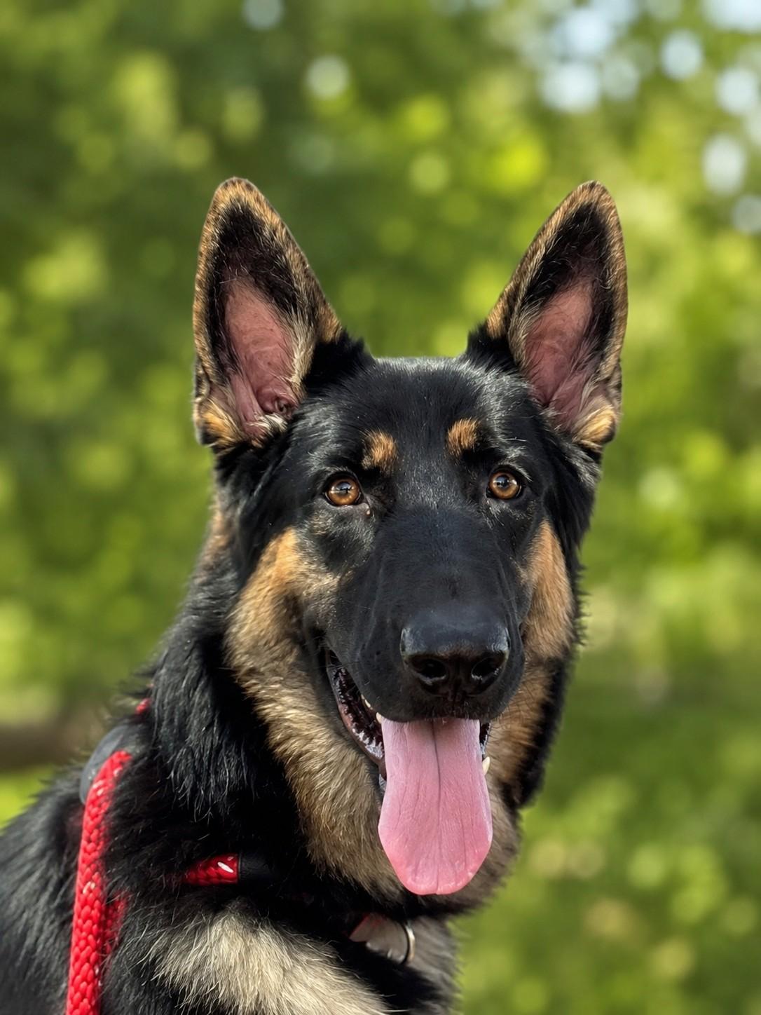 Nova, ADOPTABLE, Puppy Female German Shepherd Dog.