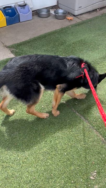 Enlarge Nova, a ADOPTABLE German Shepherd Dog in Chesterfield, MO video 3/3