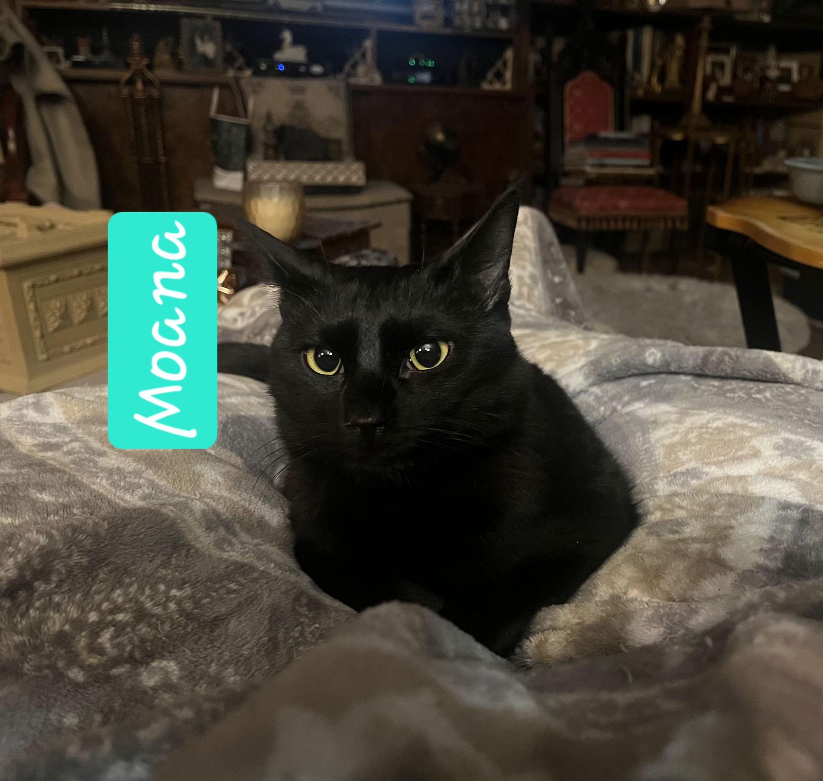 Enlarge Moana, a Adopted Domestic Short Hair in Cypress, TX image 2/3