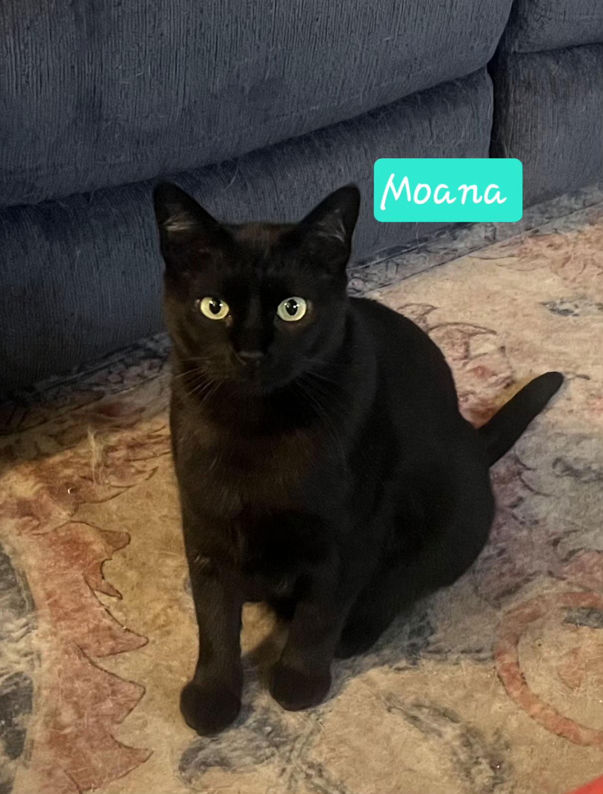 Enlarge Moana, a Adopted Domestic Short Hair in Cypress, TX image 3/3