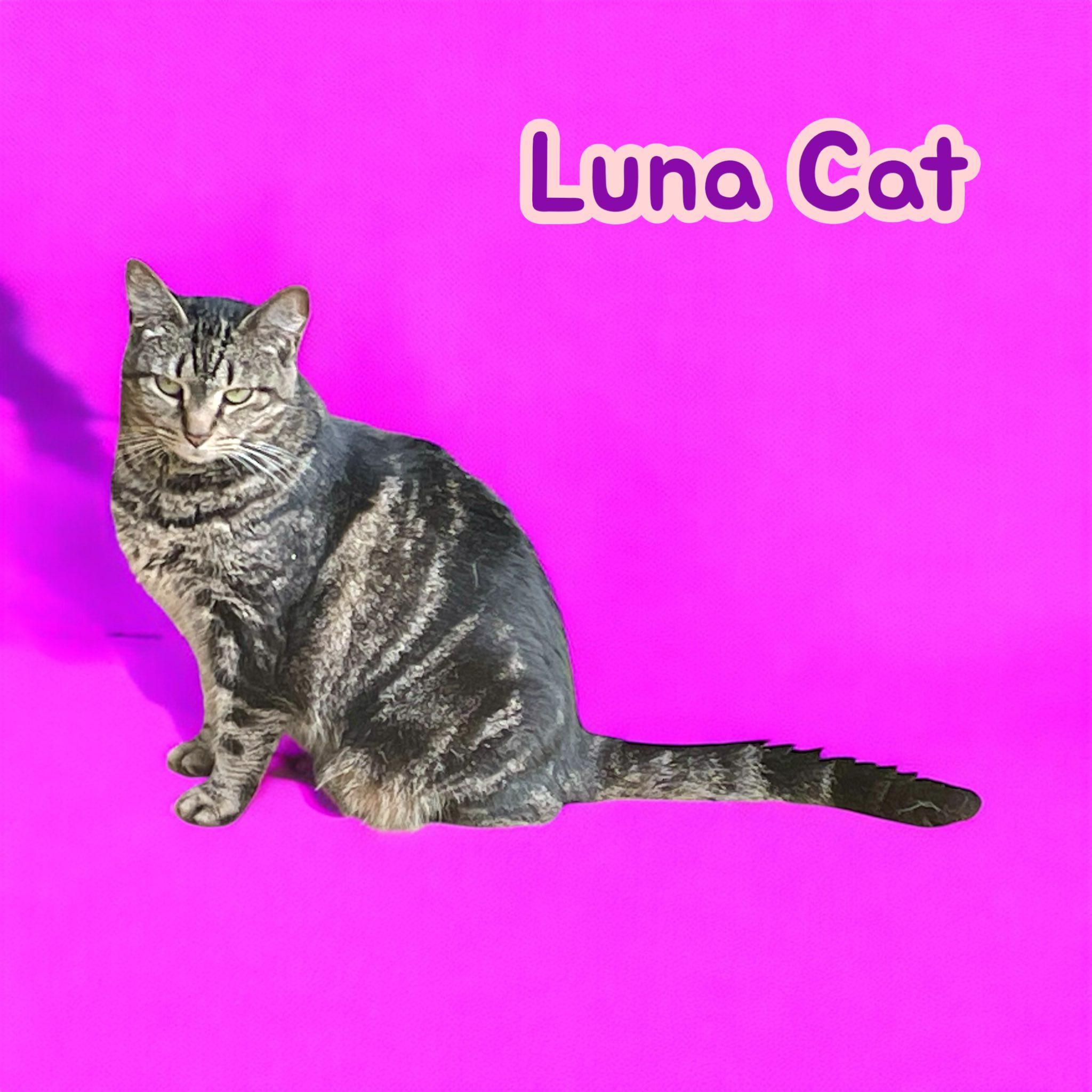 Luna Cat - big, cuddly adult