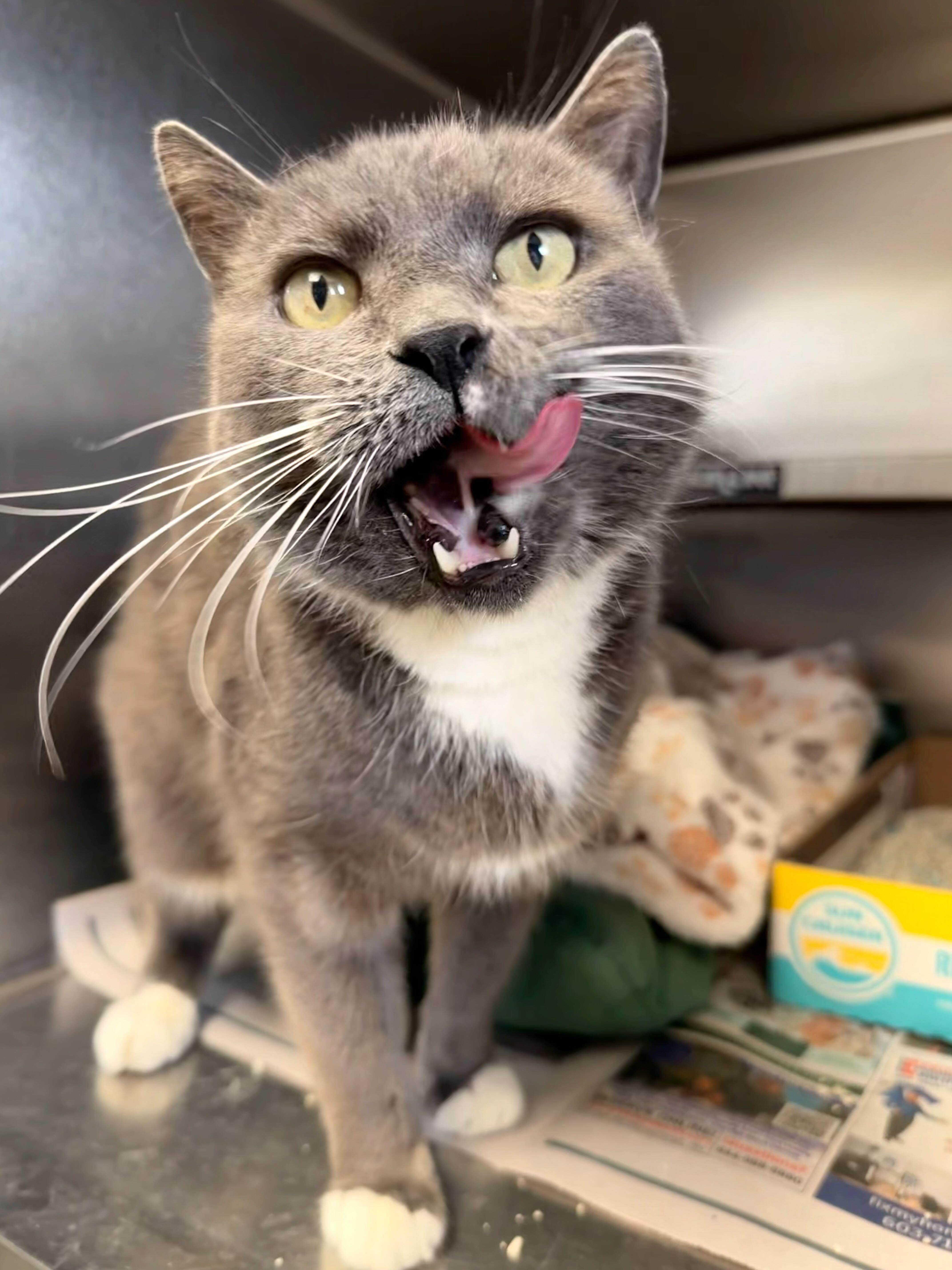 Enlarge Ballet, a ADOPTABLE Domestic Short Hair in Manchester, NH image 1/1