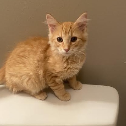 Auggie, adopted, Kitten Male Domestic Long Hair.