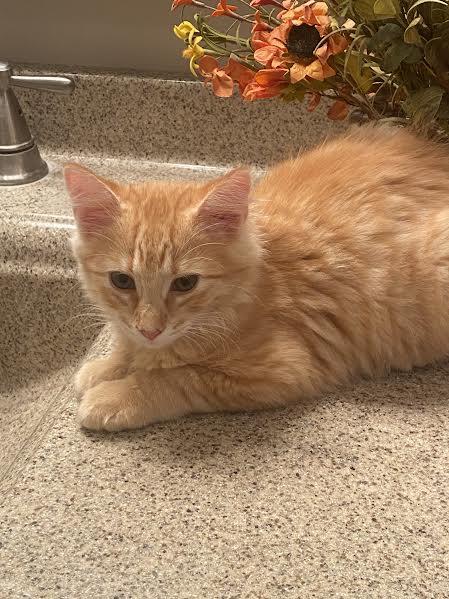 Auggie, an adopted mixed breed in Hopkinsville, KY image 2/2
