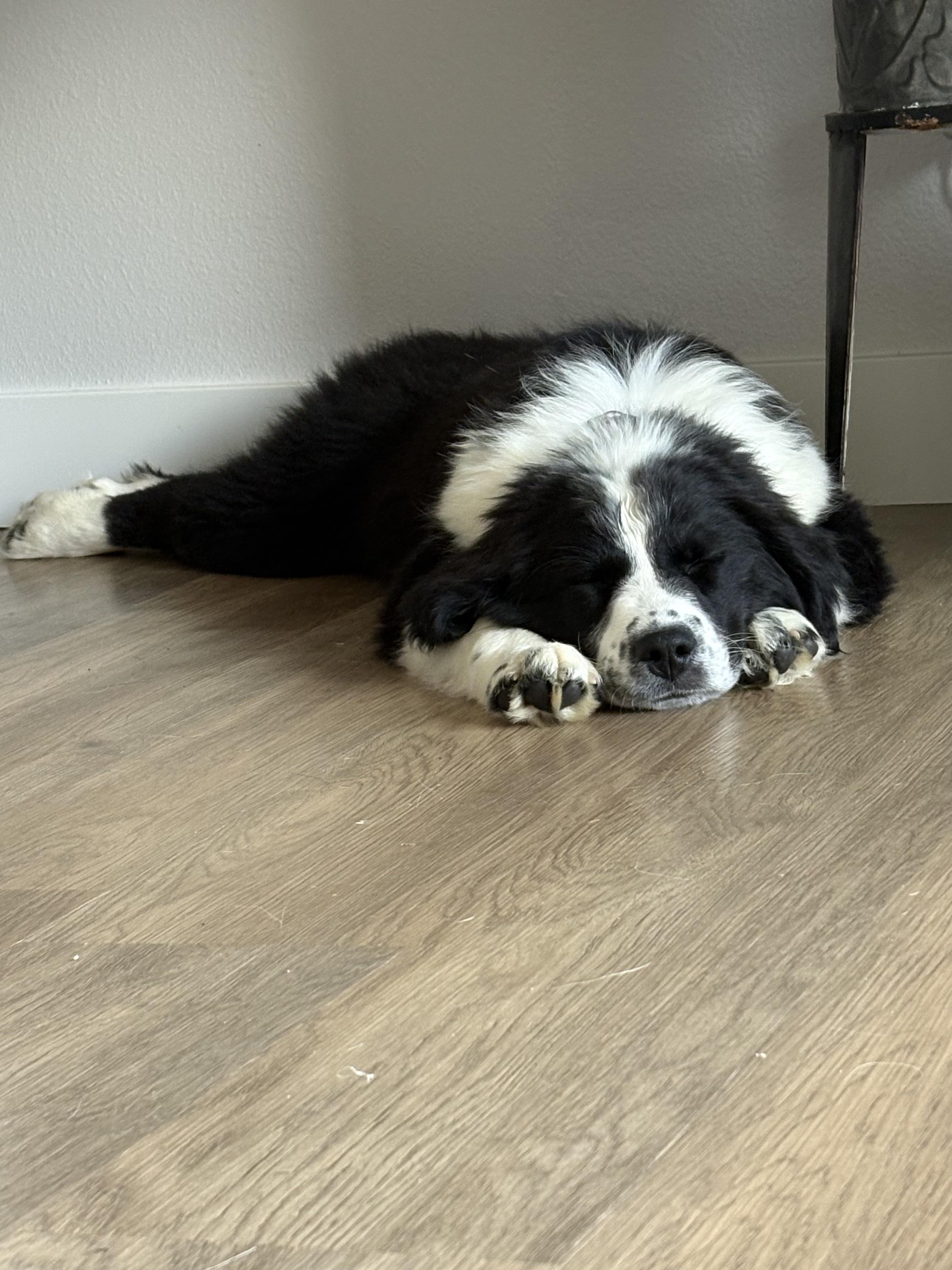 Enlarge Lemon, a ADOPTABLE mixed breed in Fort Collins, CO image 4/4