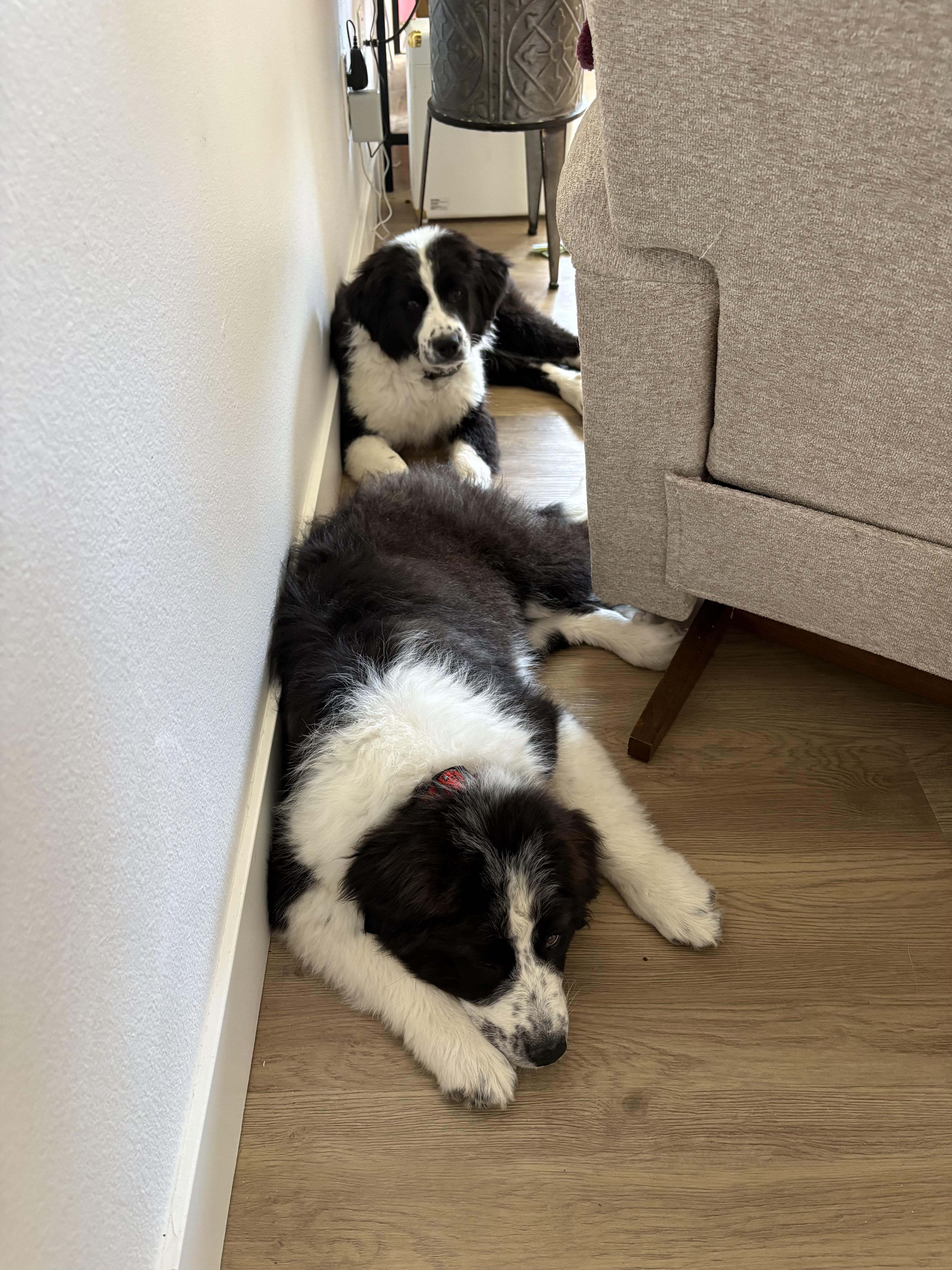 Enlarge Lemon, a ADOPTABLE mixed breed in Fort Collins, CO image 3/4