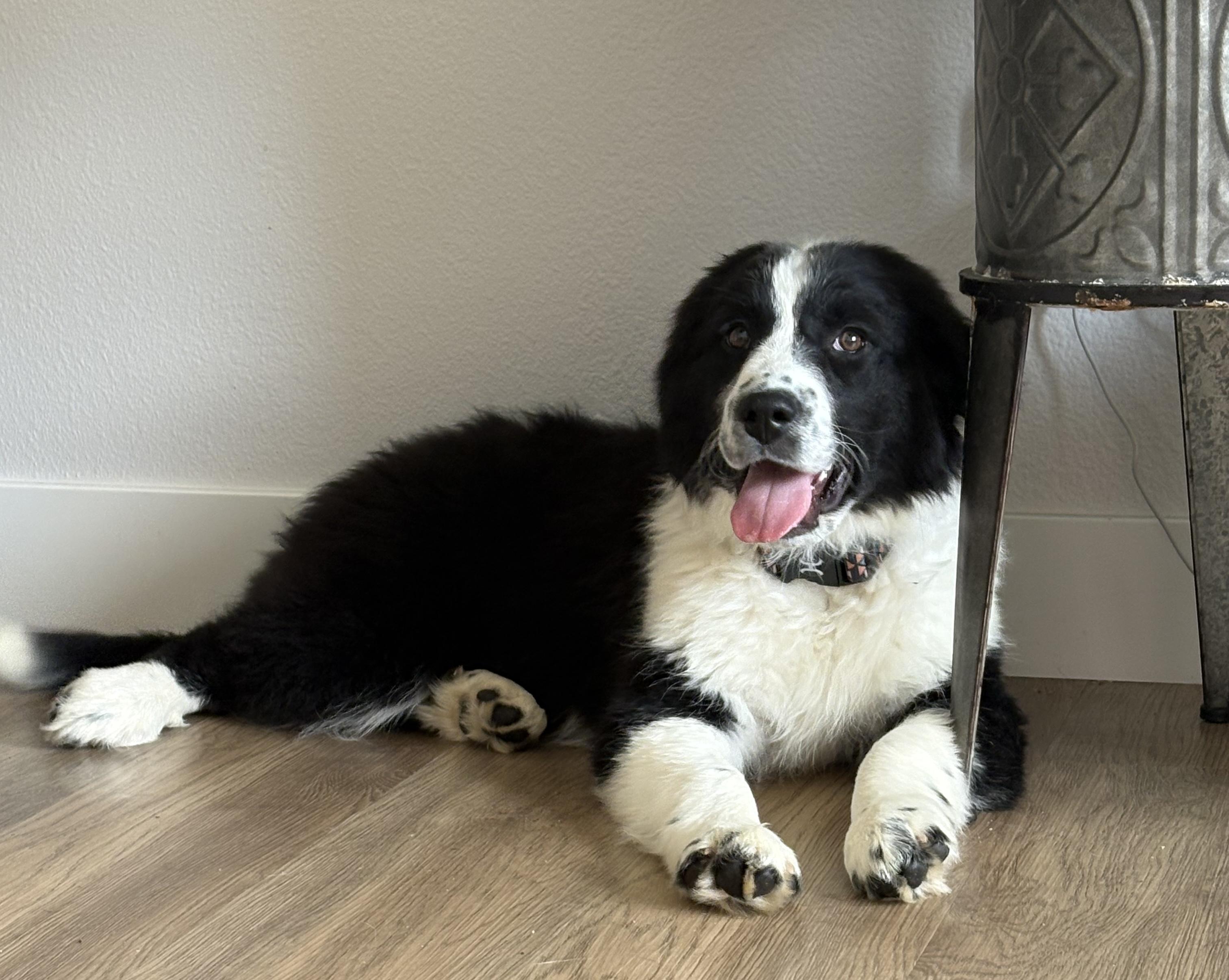 Enlarge Lemon, a ADOPTABLE mixed breed in Fort Collins, CO image 2/4