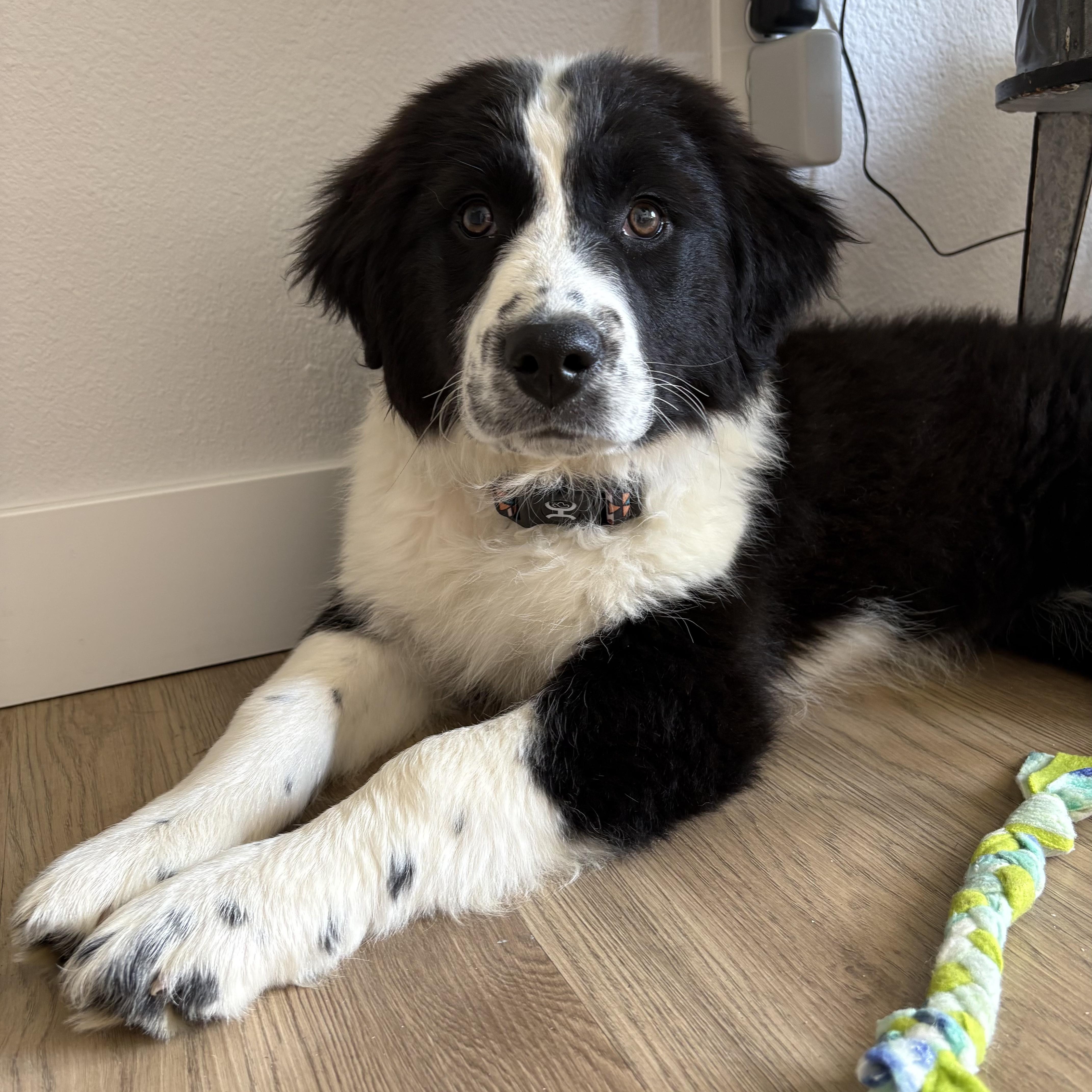 Lemon, ADOPTABLE, Puppy Female Great Pyrenees & Border Collie.