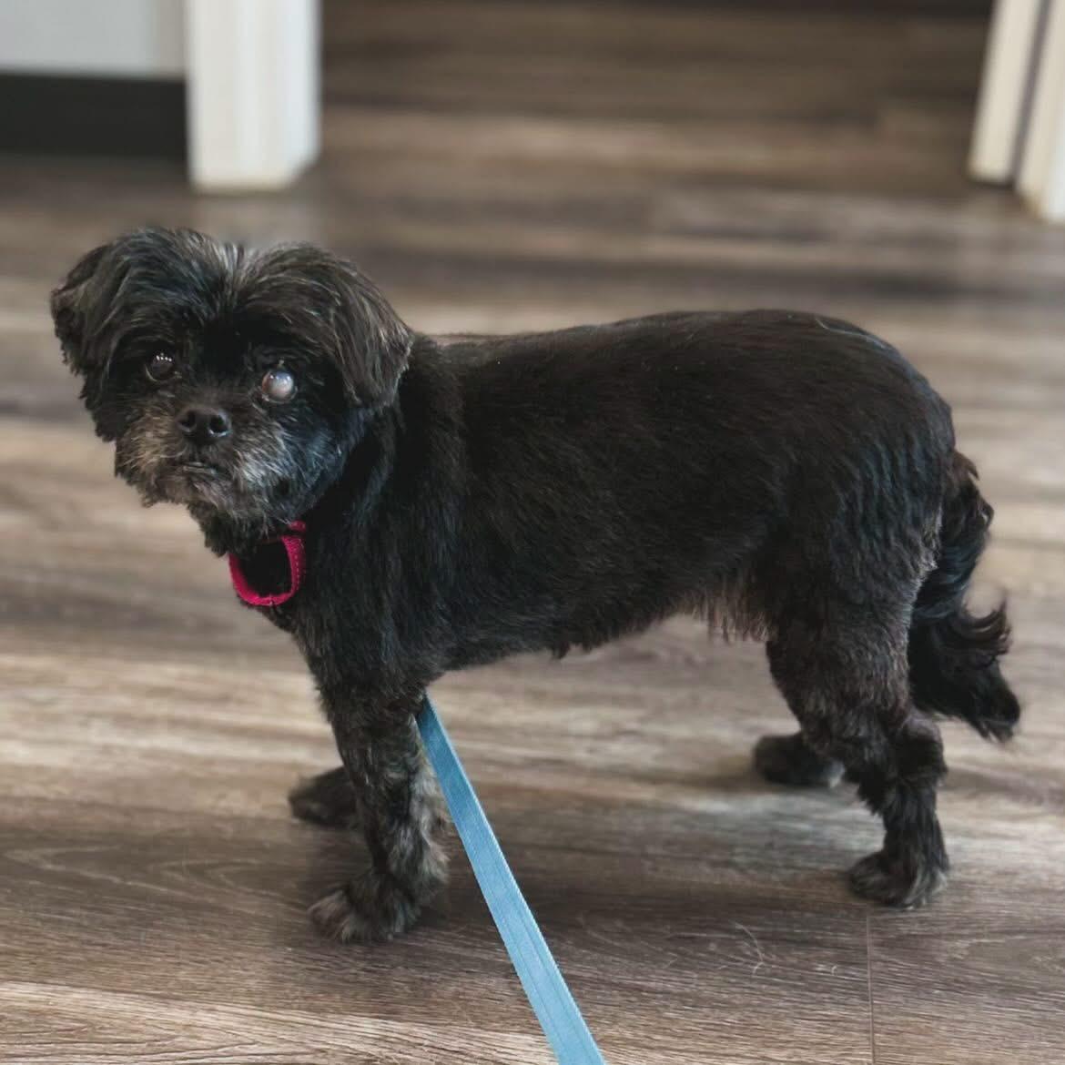 Enlarge Sugar, an adopted mixed breed in West Falls, NY image 2/2