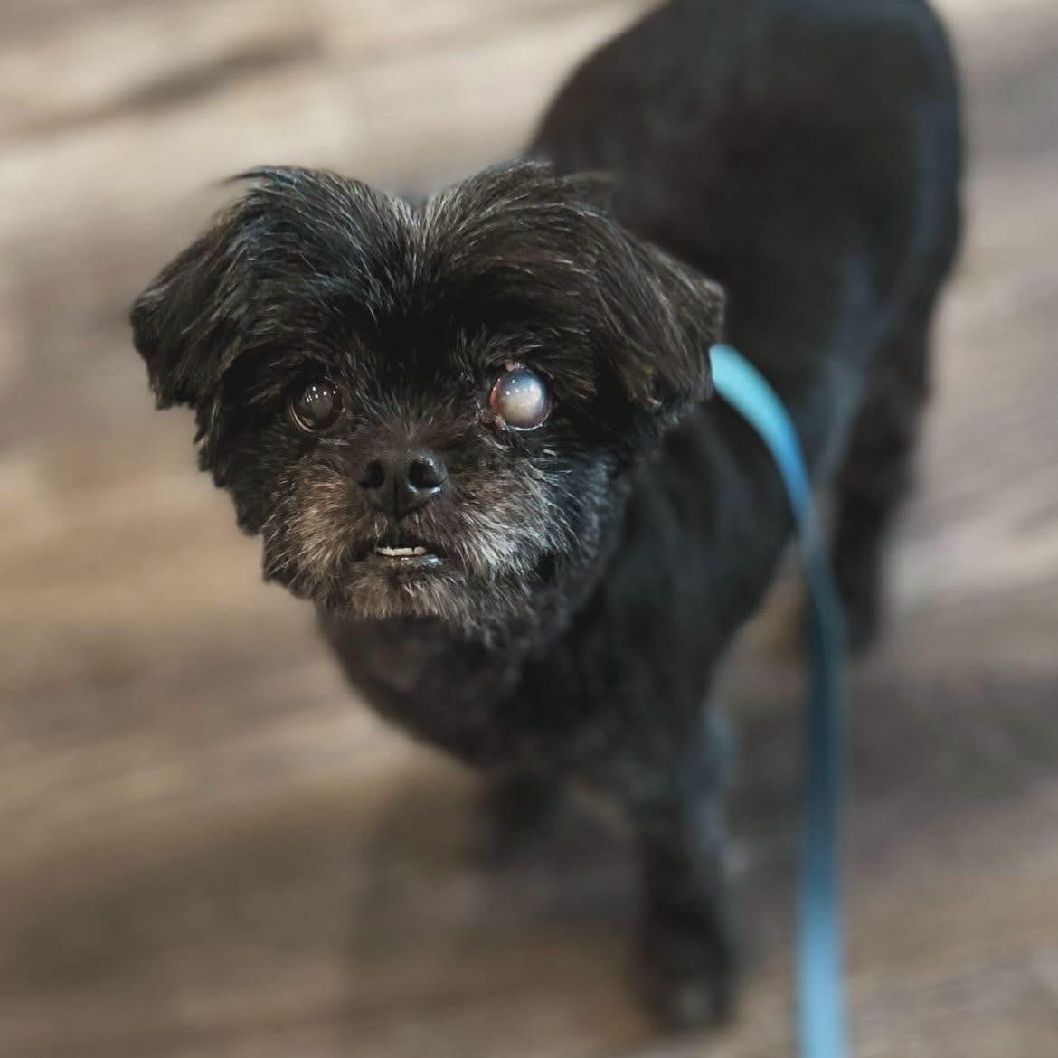 Sugar, adopted, Adult Female Shih Tzu.