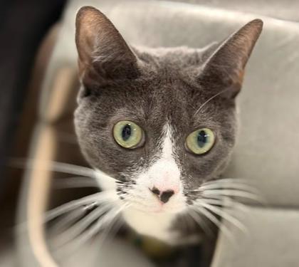 Nakita, Adoptable, Adult Female Domestic Short Hair & Domestic Short Hair.