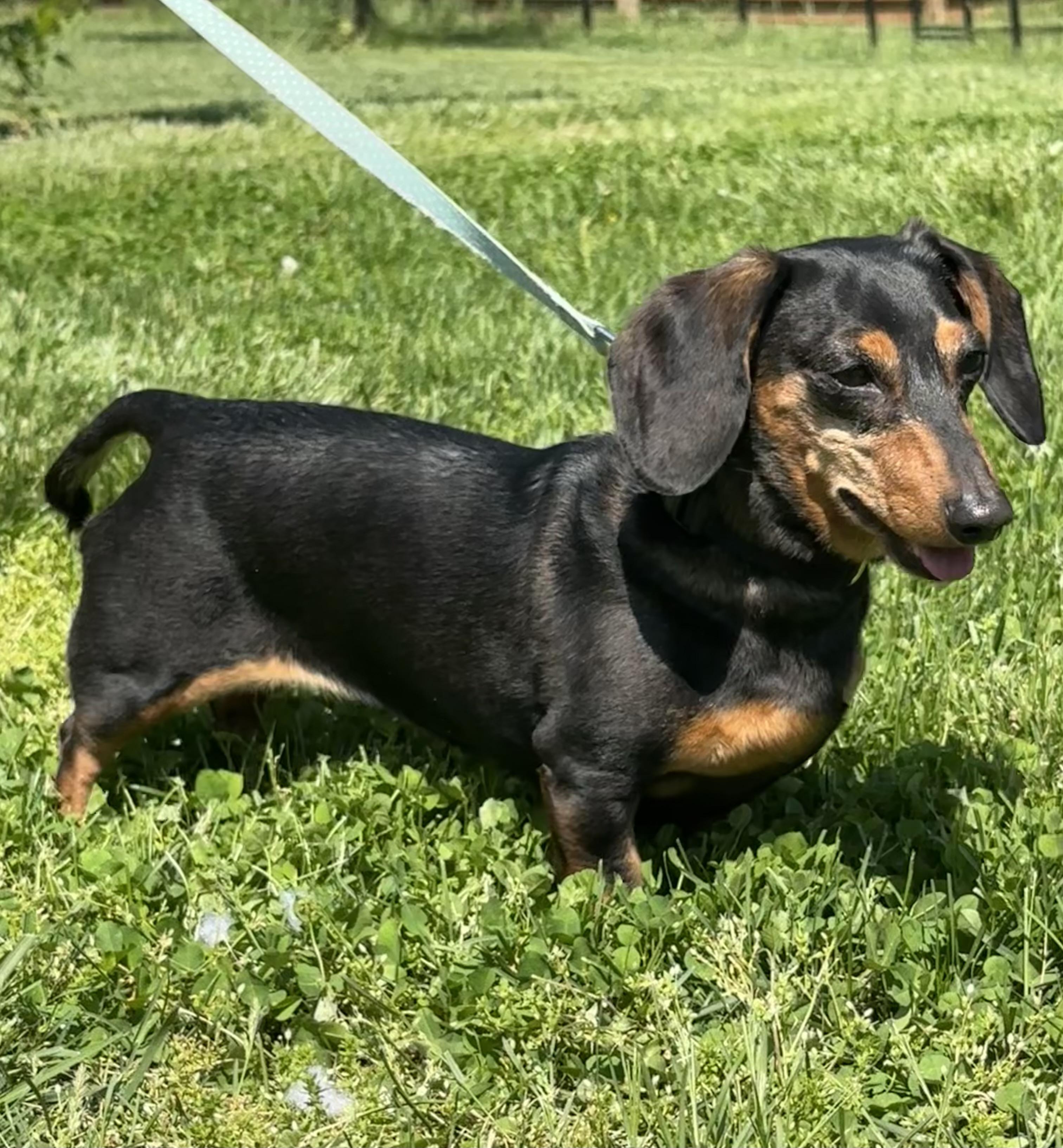 Enlarge Amelia - OHIO ONLY, a ADOPTABLE Miniature Dachshund in Lebanon, OH image 2/2