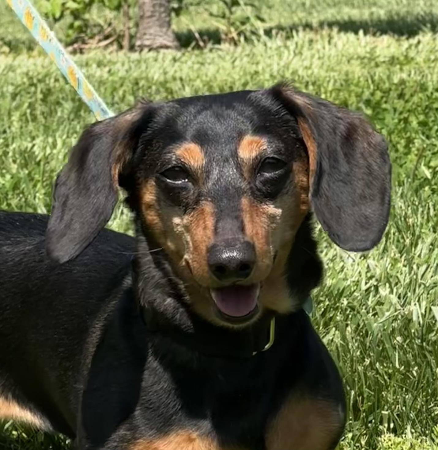 Amelia - OHIO ONLY, ADOPTABLE, Senior Female Miniature Dachshund.