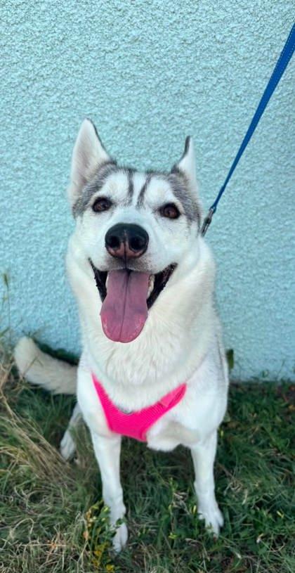 Nita, Adoptable, Adult Female Siberian Husky & Mixed Breed.