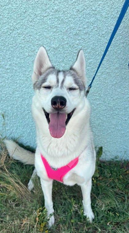 Nita, a Adoptable mixed breed in McCook, NE image 2/3