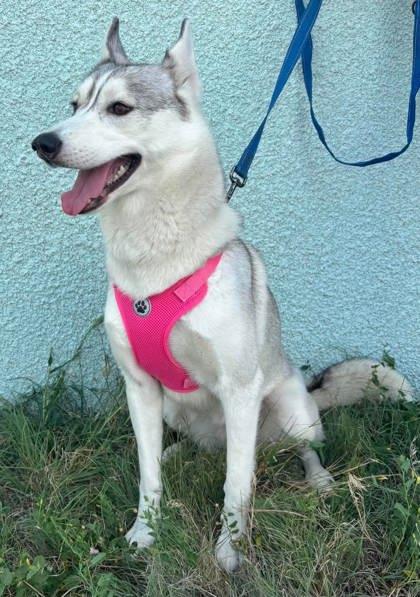 Nita, a Adoptable mixed breed in McCook, NE image 3/3