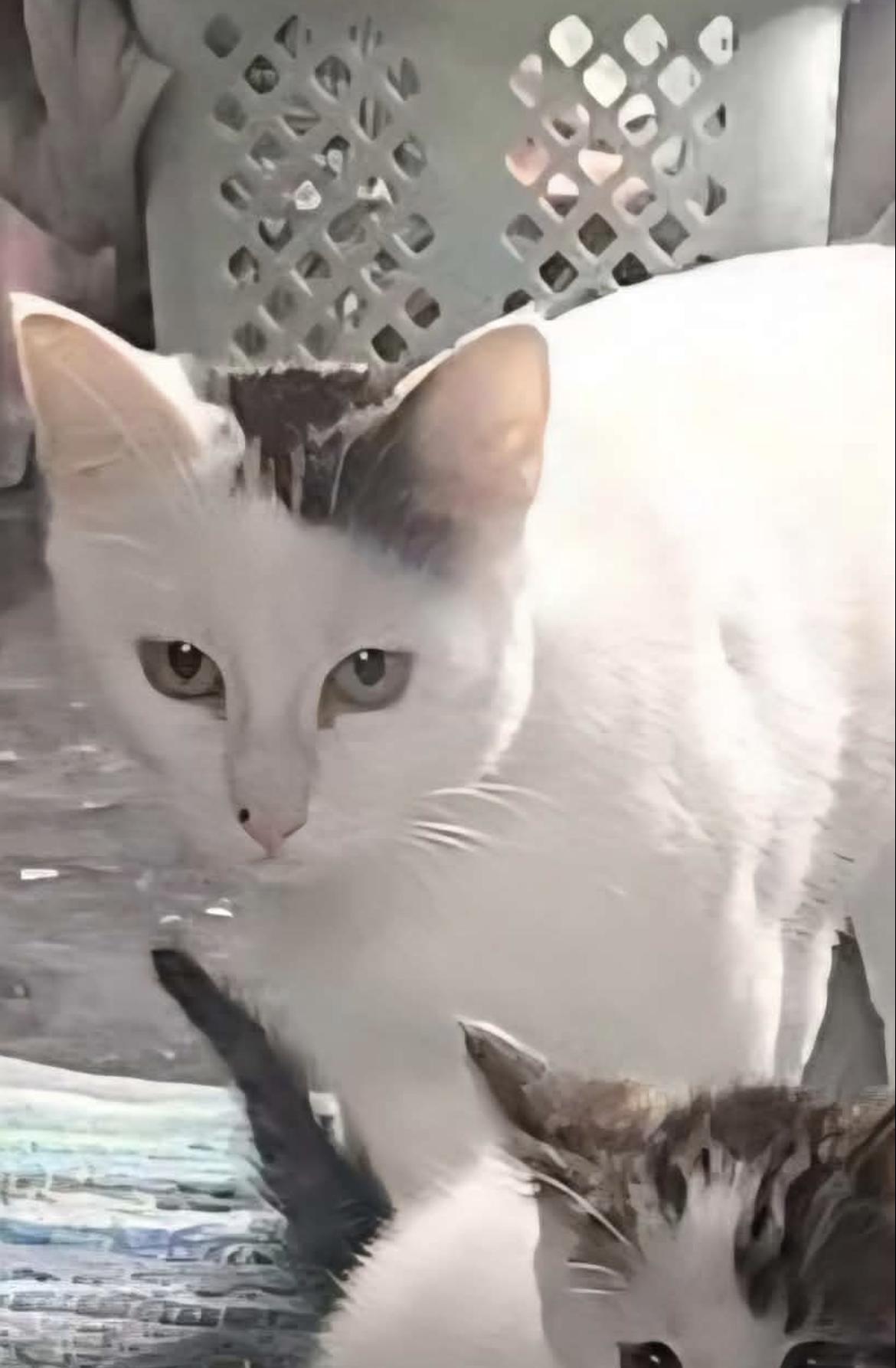 Enlarge Fern, a ADOPTABLE Domestic Short Hair in Hellertown, PA image 1/1