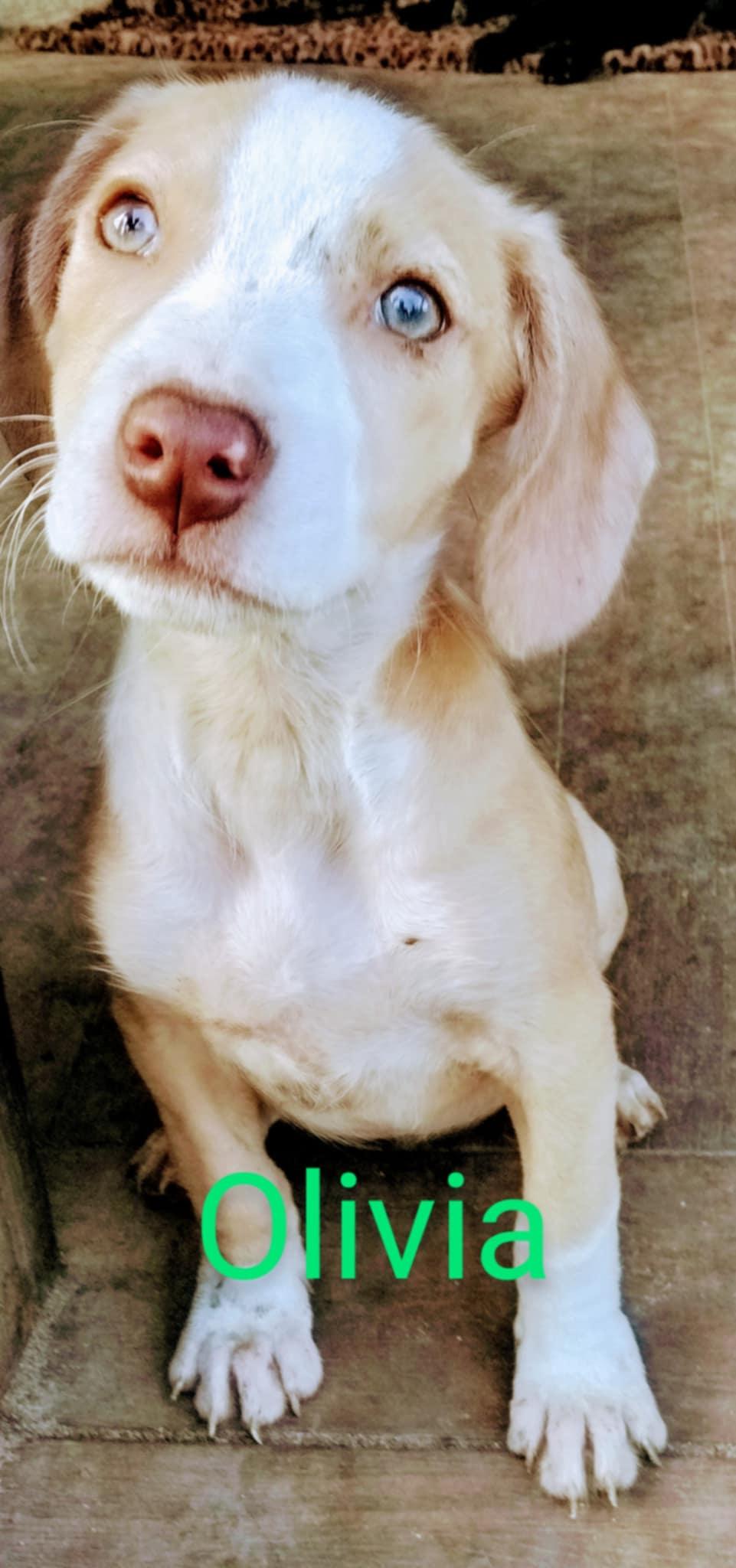 Olivia, Adoptable, Young Female Hound.