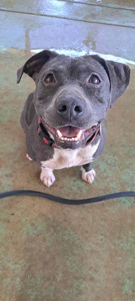 GEORGIA, Adopted, Adult Female American Staffordshire Terrier.