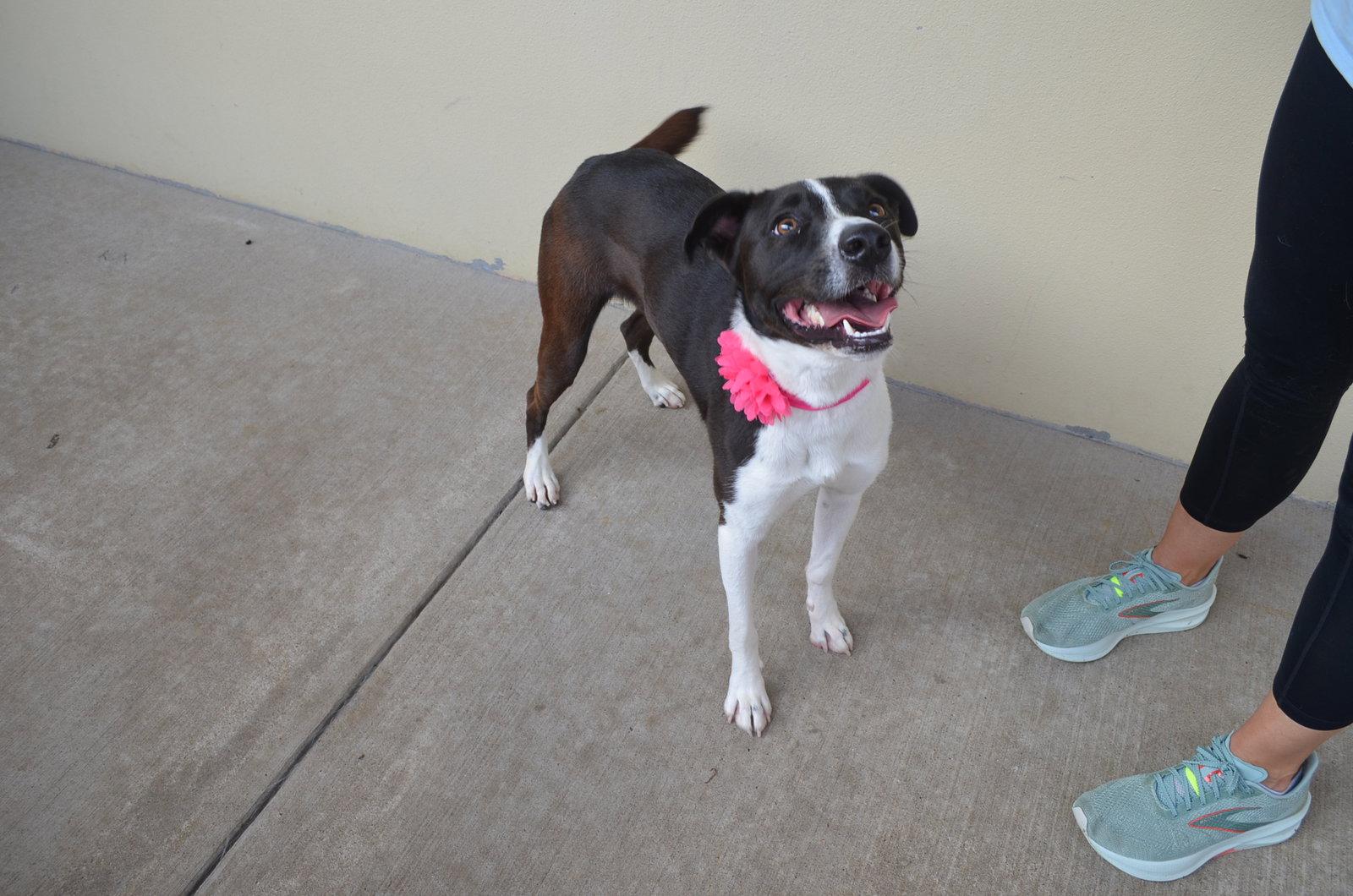 Bria, a Adopted Labrador Retriever in McKinney, TX image 1/3