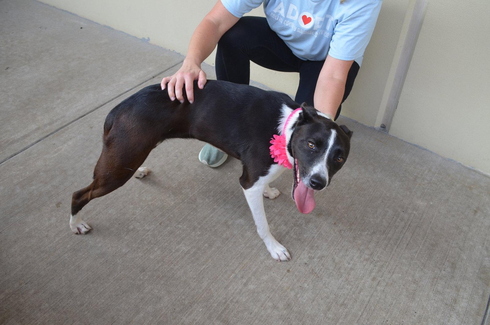 Bria, a Adopted Labrador Retriever in McKinney, TX image 2/3